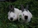 Калифарнийские кролики