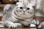 Шотландский вислоухий кот-чемпион приглашает на вязку
