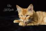 Котята породы Мейн Кун от питомника KiriRepublic