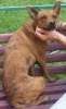 Изящная красавица Тигруша! Маленькая домашняя собачка в добрые руки. Рост 35 см, вес 8 кг.