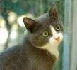 Мирабель–леди в кошачьей шубке (метис британской кошки).