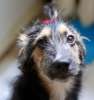 Удивительной ласковости собака Герда, 1 год, совершенно беспроблемная собака!