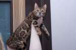 Бенгальлские котята для вас из питомника