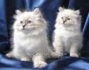 Невские Маскарадные котята