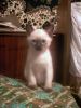 Продаю котят Меконгского бобтейла(тайские)