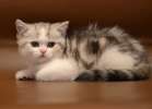 Симпатяшки-милашки шотландские котята