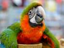 Каталина (гибрид попугаев ара) - ручные птенцы из питомника