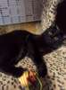 Молодой черный котик ищет дом