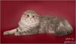 Замечательные и невероятно красивые котята шотландской породы