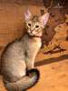 Котенок Чаузи F2 - эксклюзивные кошки