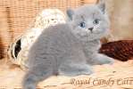 Британские голубые котята, от титулованных родителей
