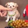 Маленькое очарование-щенок чихуахуа,продажа