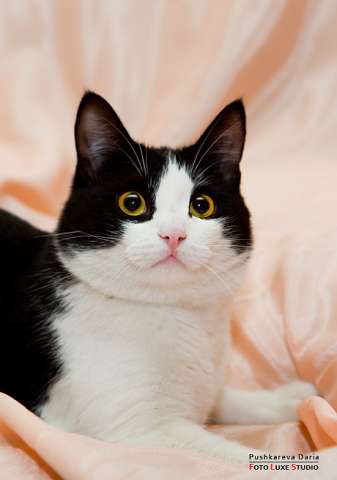 Котенок Марчелло-будущий покоритель женских сердец Котенок Марчелло-будущий покоритель женских сердец