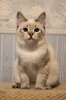 Котята Той-боб самой маленькой породы кошек в мире