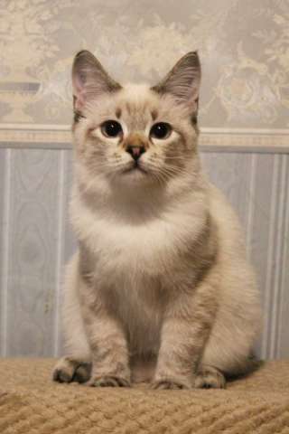 Котята Той-боб самой маленькой породы кошек в мире