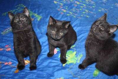 Черные шотландские котята