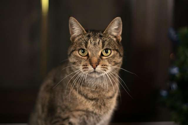 Кошка Анна с оригинальным коричневым оттенком шерсти и янтарными глазами