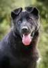 Сейлор Мун - черный бриллиант - большая собака в добрые руки