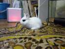 Крольчата Карликового Французского Хотота (Декоративный кролик)