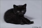 Продается черный британский котенок. Вязки