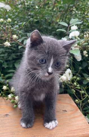 Котёнок ищет дом Котёнок ищет дом