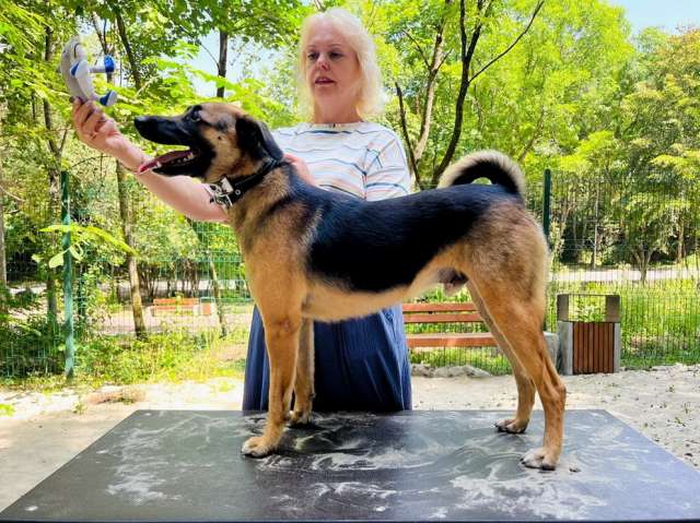 Большой друг котов и просто душевный пёс ищет дом Большой друг котов и просто душевный пёс ищет дом
