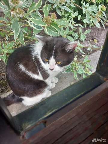 Котик Тёма ищет дом Котик Тёма ищет дом