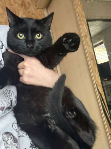Котик в добрые руки Котик в добрые руки