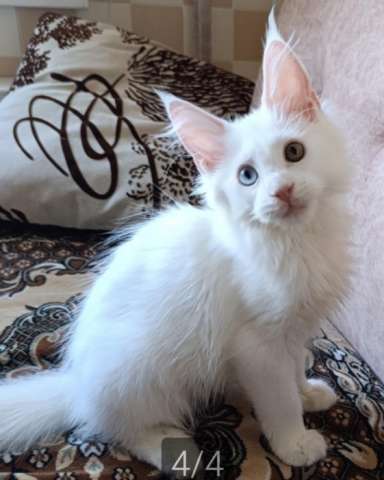Котята Мейн-кун