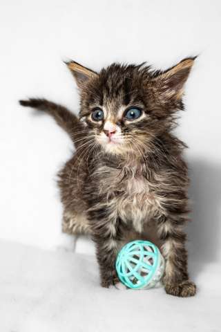 Котята ищут дом Котята ищут дом