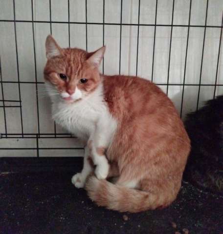 Рыжий кот Яша в добрые руки Рыжий кот Яша в добрые руки