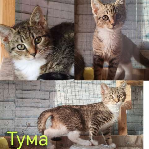 Ума и Тума ждут своих пам и мам