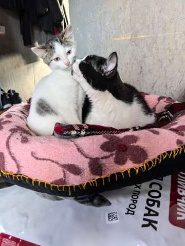 Мама-кошка с котенком-девочкой в добрые руки