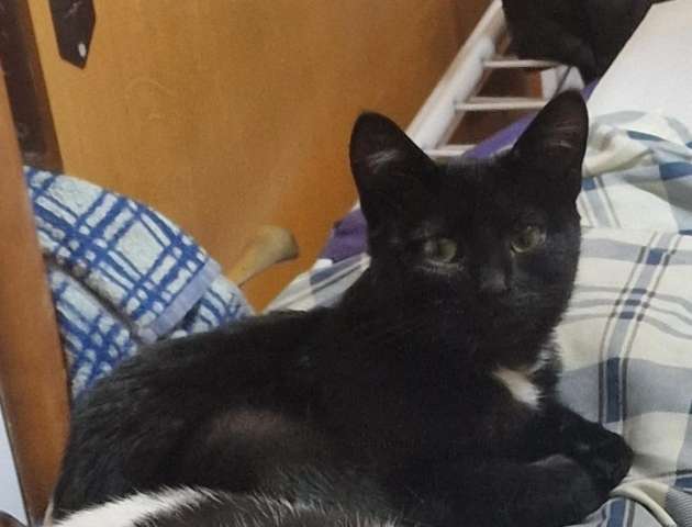 Котенок - в добрые руки