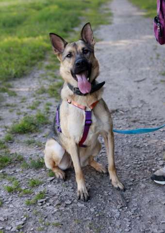 Мила самая милая и добрая собака ищет дом!