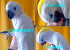 Синеочковый какаду (Cacatua ophthalmica) птенцы из питомника