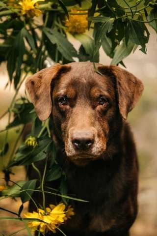 Метис лабрадора Валико ищет дом. Метис лабрадора Валико ищет дом.