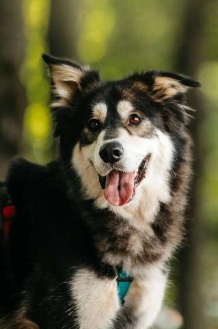 Чудесная собака в поисках семьи!