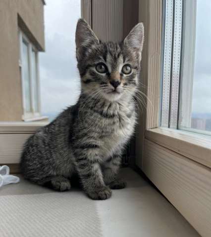 Ника и Сима ищут дом и самых лучших хозяев Ника и Сима ищут дом и самых лучших хозяев