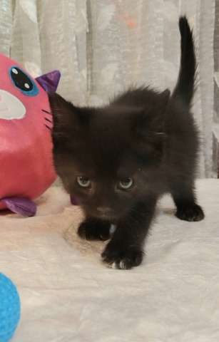 Отдам котят-красотулек в добрые руки