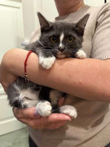 Жужа ищет дом!