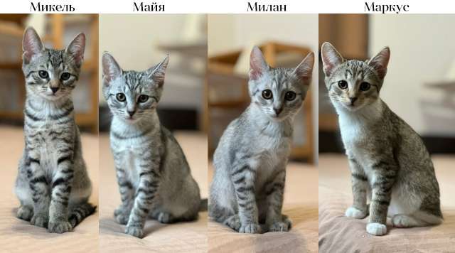 Котятки ищут семью - любящих и добрых хозяев