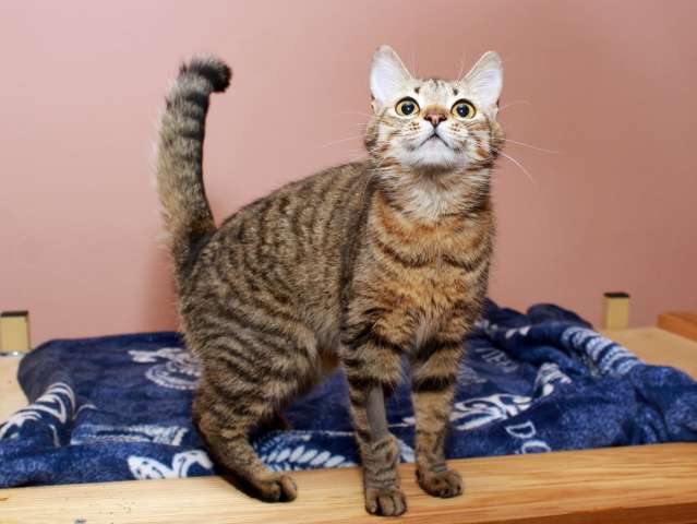 Юная Алиса, сто полосок и розовый носик. Кошка в добрые руки. Юная Алиса, сто полосок и розовый носик. Кошка в добрые руки.