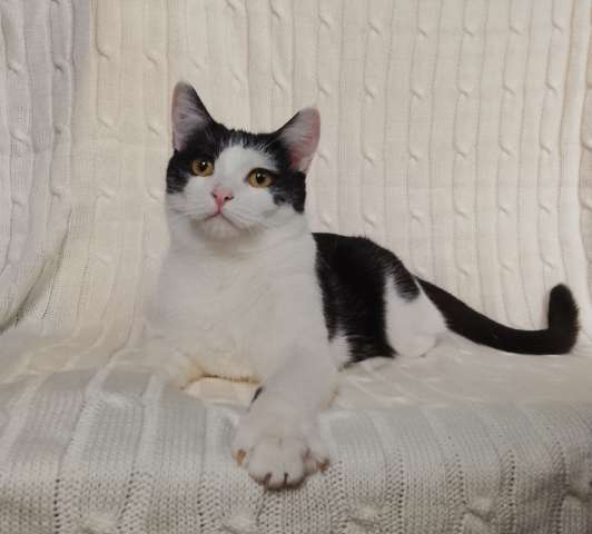 Котик Лаврик ищет дом!