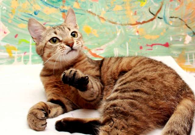 Юная Алиса, сто полосок и розовый носик. Кошка в добрые руки.