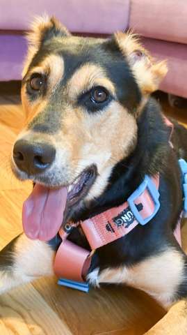 Молли ищет дом и человека, с которым будет делить каждое счастливое мгновение! Молли ищет дом и человека, с которым будет делить каждое счастливое мгновение!