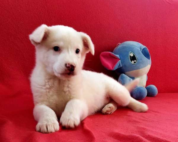 Неописуемой красоты белый щенок Неописуемой красоты белый щенок