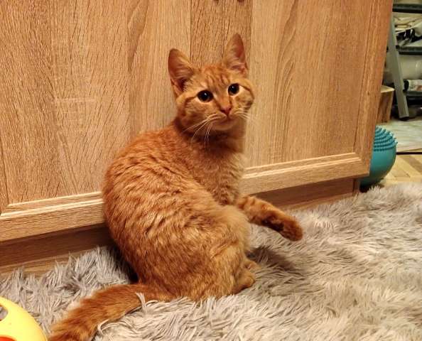 Хороший ласковый котёнок-рыжик Хороший ласковый котёнок-рыжик