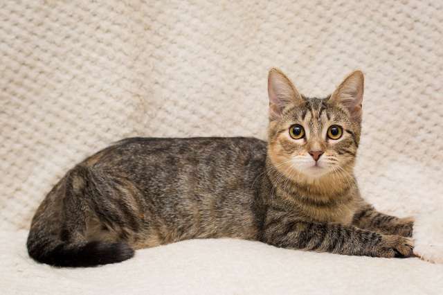 Полосатая трехцветочка котёнок Теюшка в дар Полосатая трехцветочка котёнок Теюшка в дар