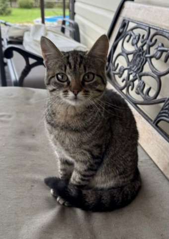 Молодая кошечка Тринити ищет дом. Молодая кошечка Тринити ищет дом.